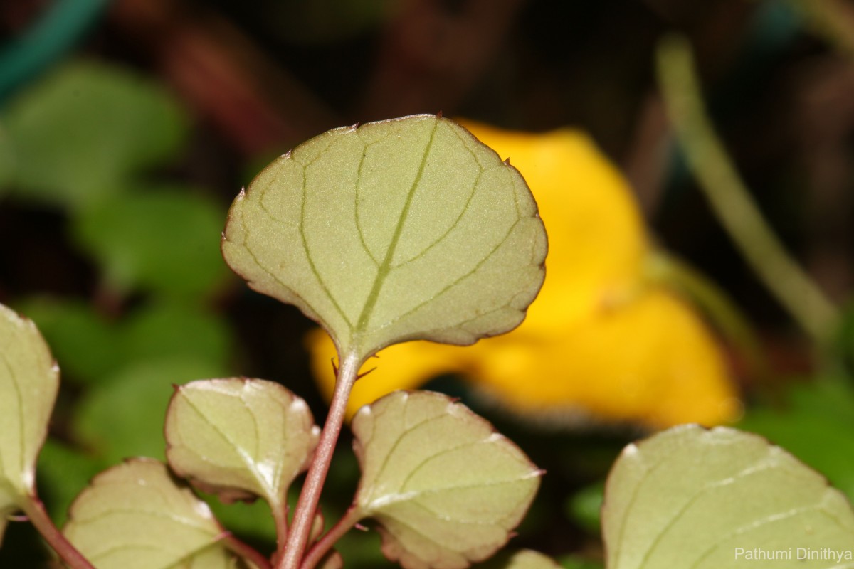 Impatiens repens Moon ex Wight